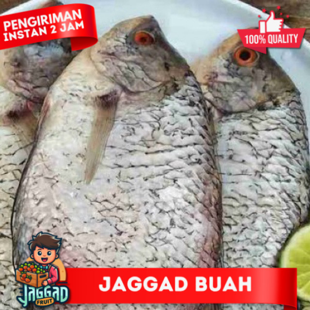 

Ikan gurame bersih utuhan kurang lebih 1 kilo isi 2 atau 3 ekor JAGGA FRUIT