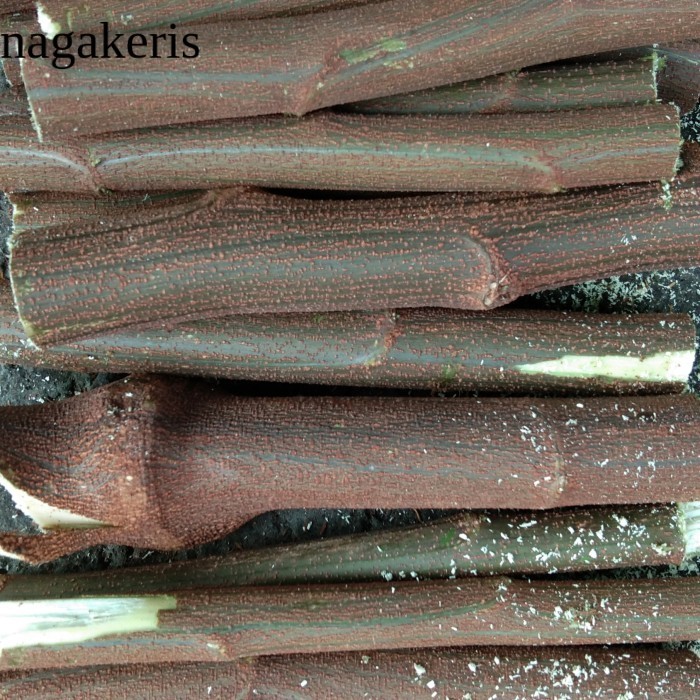 

Kayu Bakar Kaliandra Merah laris