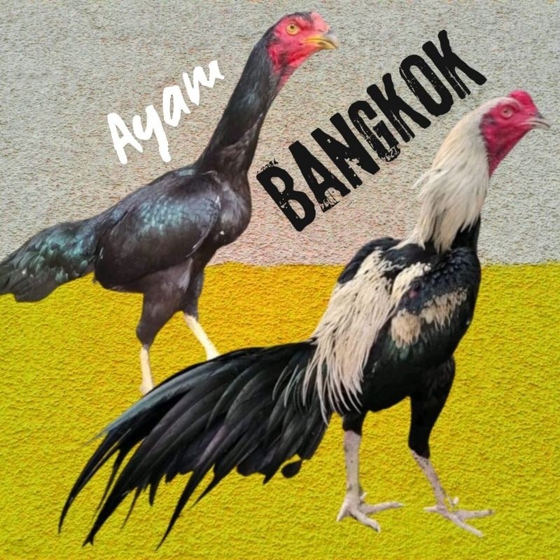 

telur ayam bangkok petarung bisa untuk di tetaskan