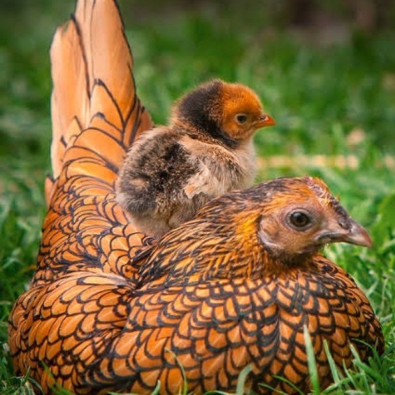 

Telur ayam Batik Fertil - Ayam hias Batik itali / Batik Kanada