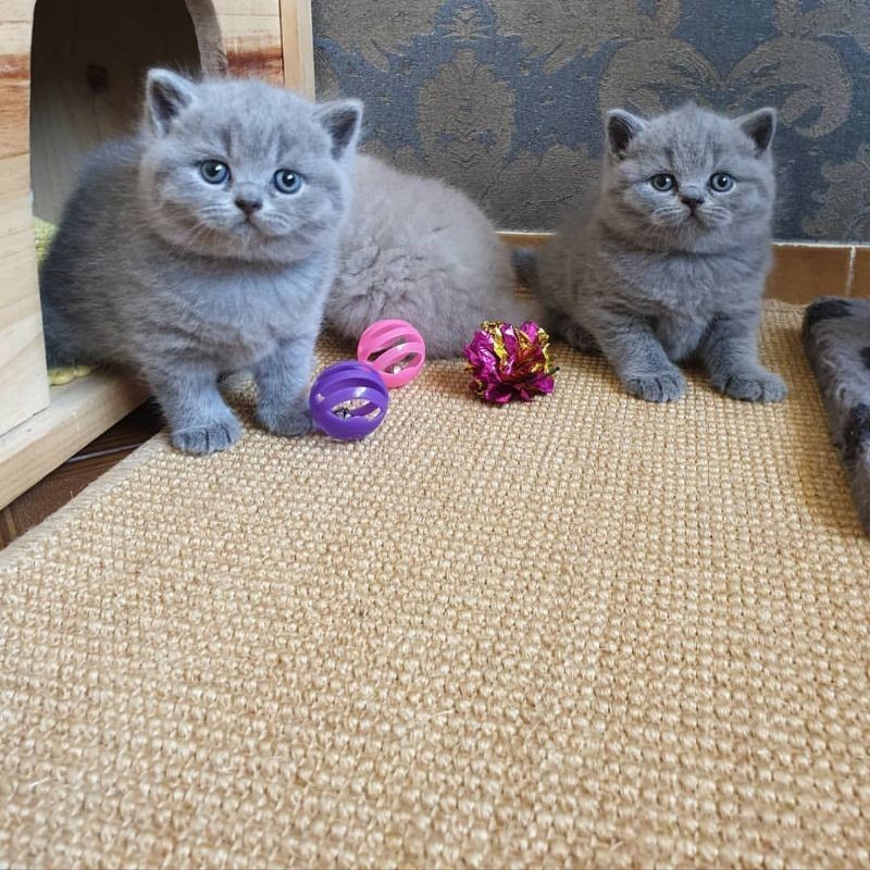 Kucing British Shorthair,, persia peaknose munchkin ragdoll himalaya scottish fold