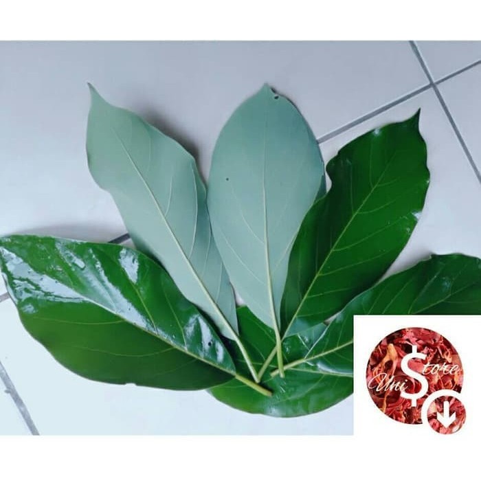 

DAUN ALPUKAT SEGAR PER HELAI