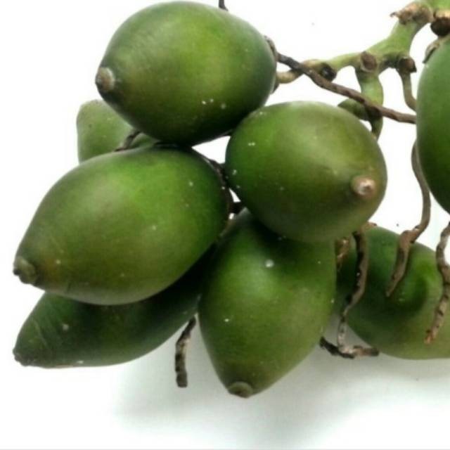 

Ingin perkasa makan Buah Pinang Jambe (Buah Muda) Obat Herbal Segar