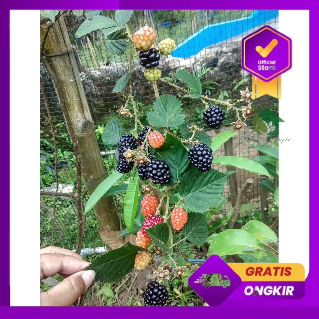 Bibit tanaman buah blackberry hitam bisa berbuah dalam pot genjah bibit buah buahan