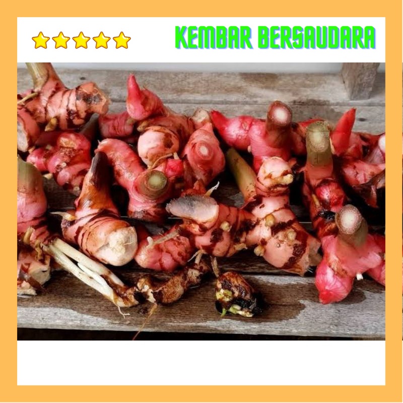 

Lengkuas atau laos fresh 250 gram