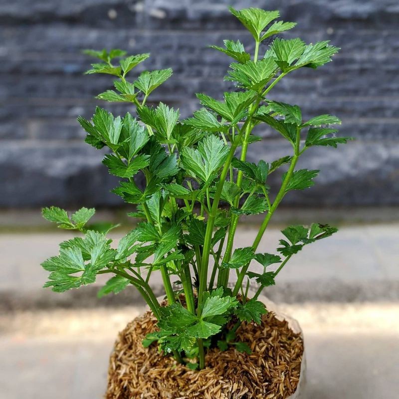 Tanaman Hidup Sayur Seledri - Bibit Tanaman Polybag Daun Seledri - Daun Celery