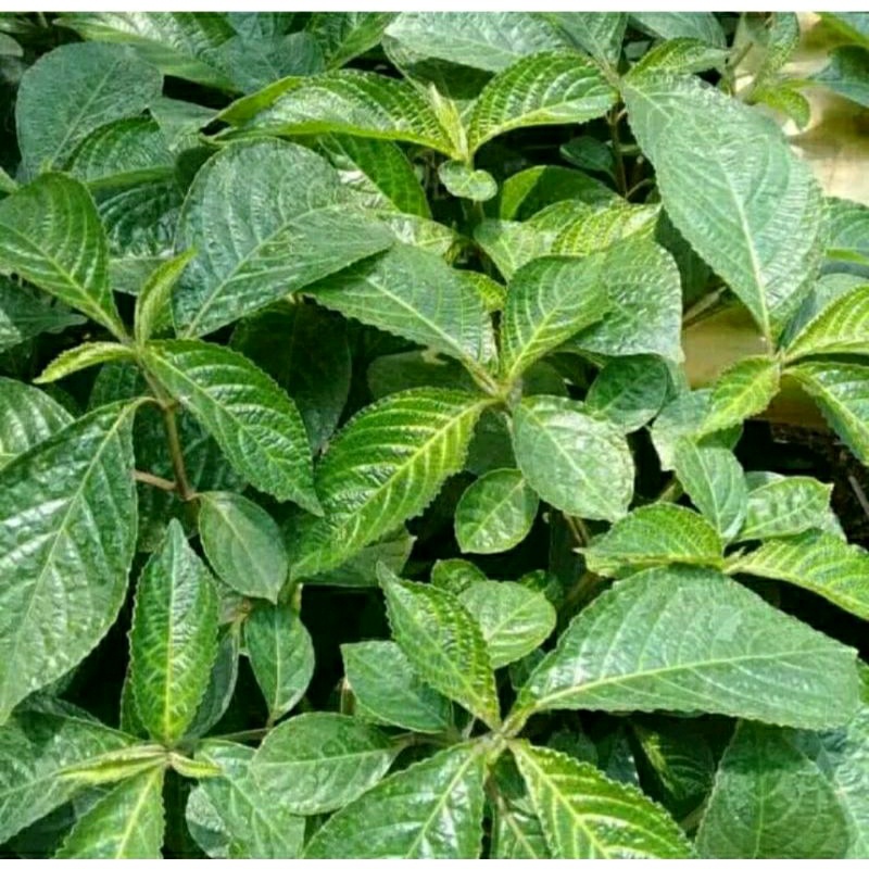 

Daun Keji Beling Segar 1 Kg presh