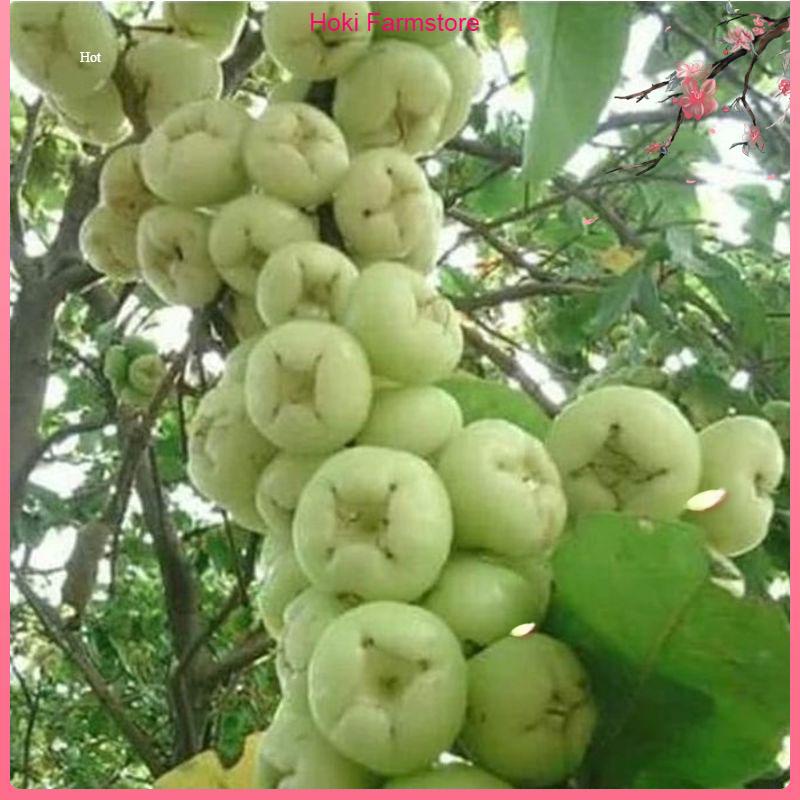 Terlaris Bibit Tanaman Buah Jambu Air Madura Camplong-Bibit Buah