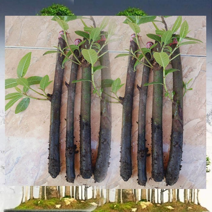 Stek 1 Batang Bonsai LOA Bahan Grouping UKURAN SPIDOL Termurah Fresh