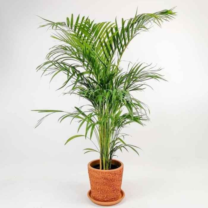 Tanaman palem kuning tinggi 1 meter palem areca