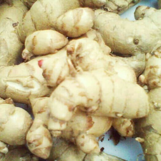

KUNYIT PUTIH SEGAR /CURCUMA ZEDOARIA FRESH /KUNYIT KUNIR PUTIH 1KG