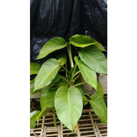 Bibit tanaman hias philodendron- stek batang co ,