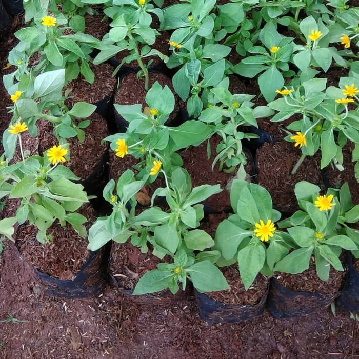 tanaman hias bunga matahari mini / kecil