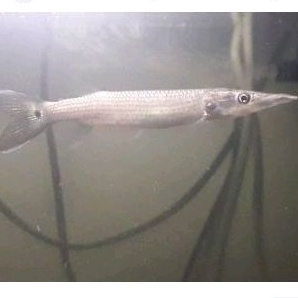 ctenolucius hujeta gar