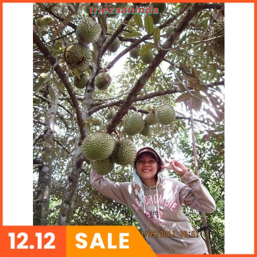 Pupuk Booster Fortune Buah Durian, Pupuk Durian Cepat Besar & Berbuah