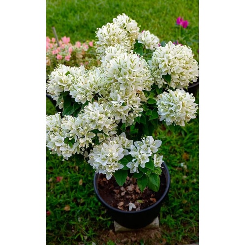 Tanaman hias bunga bougenville singapur Putih bibit ori / bogenvil sj putih  / bugenvil sj putih / s