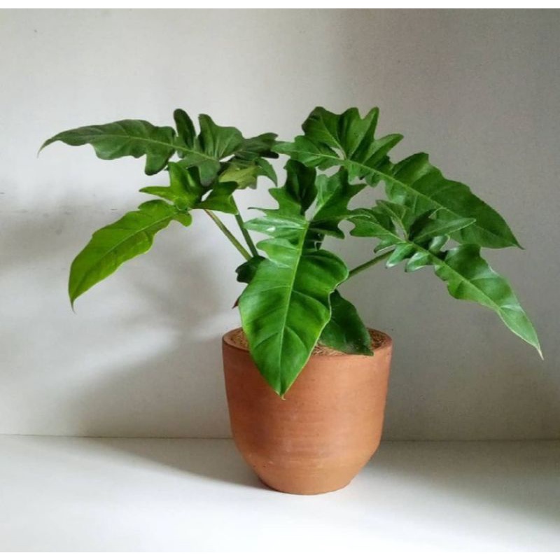 [COD] philodendron minarum 'lime fiddle' - philodendron dragon variegata - philodendron