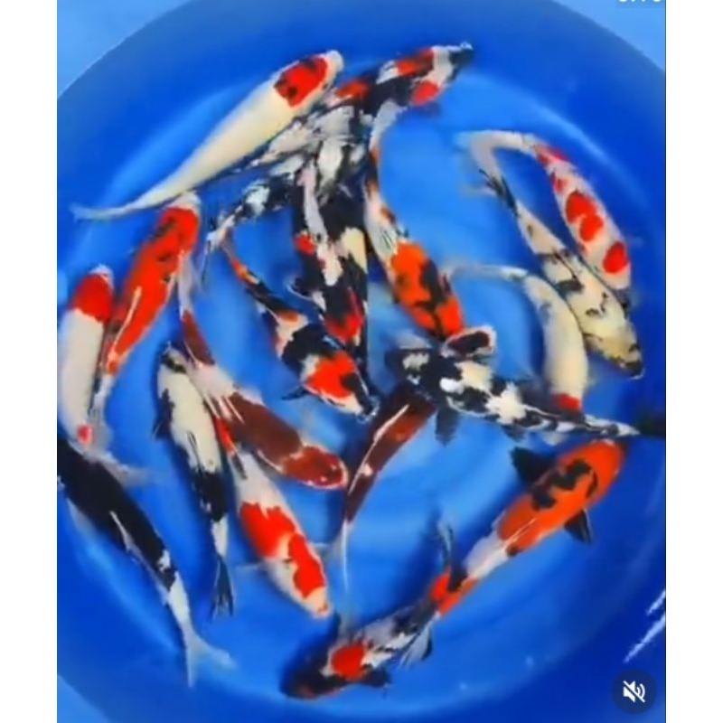 Ikan koi Blitar Cantik zize 15-.16cm paket2