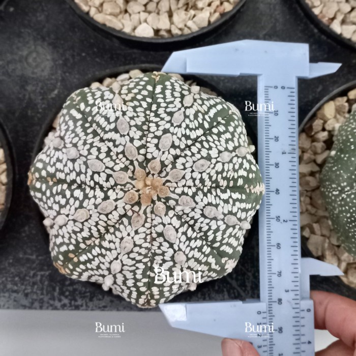 Astrophytum asterias 'Super Kabuto Starshape' (70-80 mm) Bumi Kaktus