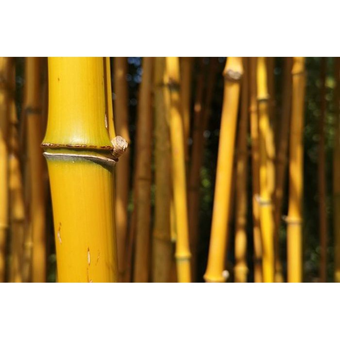 Batang Bambu Kuning Besar perbatang