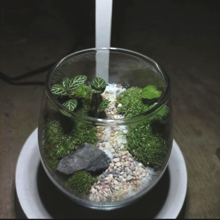 Mini rivarium | Terrarium mini | Fitonia