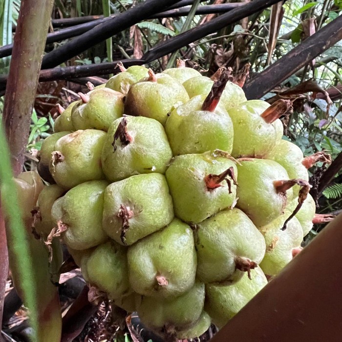 

Langka Buah Kecombrang Hutan Honje Laka Warna Hijau