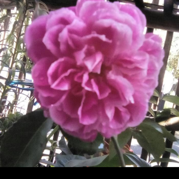 Bibit Tanaman Hias Bunga Mawar Kampung