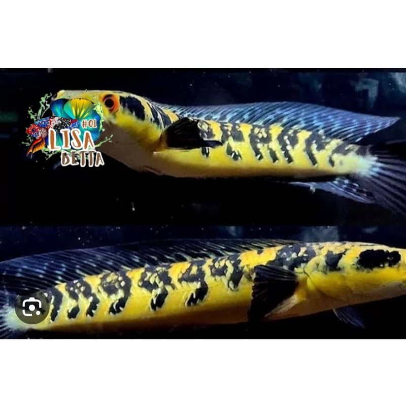pemanis aquarium Maru Ys full bunga 20cm lisabetta