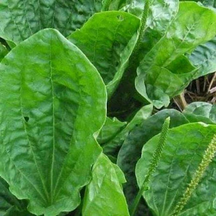 

Daun Kiurat Obat herbal alami ki Urat Fresh terlarisDAUN SENDOK / KI URAT SEGAR 500GRAM