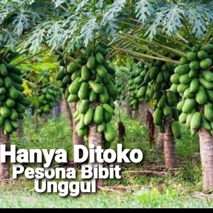BIBIT PEPAYA CALIFORNIA SUPERUNGGUL/ BIBIT PEPAYA CALIFORNIA ASLI