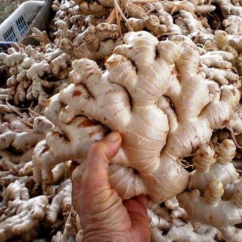 

Promo jahe Putih segar/jahe Gajah 250Gram