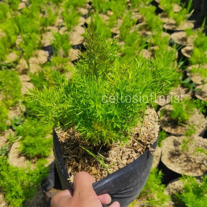 Tanaman Hias Asparagus Krisdoren