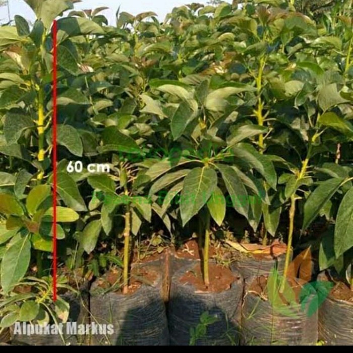 Bibit Alpukat Markus Tinggi 1 Meter Up/ Alpukat Markus Unggul