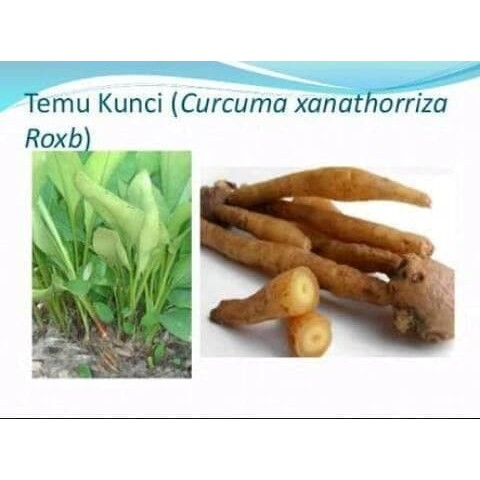 TEMU KUNCI SEGAR