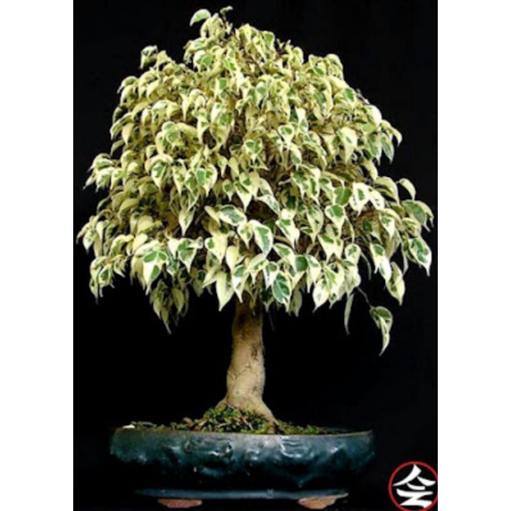 Tanaman Hias Beringin Putih/Ficus Benjamina