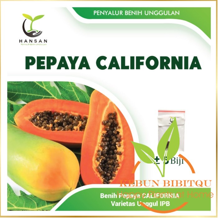 5 Benih Pepaya California F1 Calina IPB - Bibit Buah Kalifornia Unggul Kebun Bibitqu