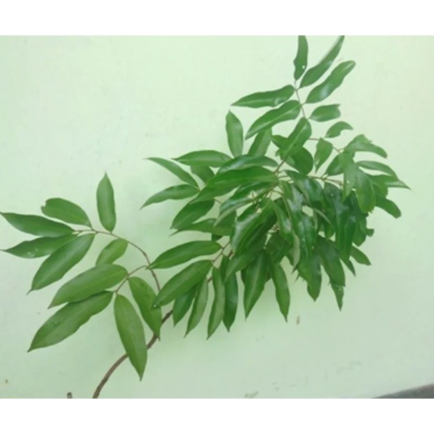 Bibit buah Leci unggul