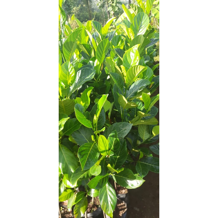 BIBIT NANGKA MADU MERAH