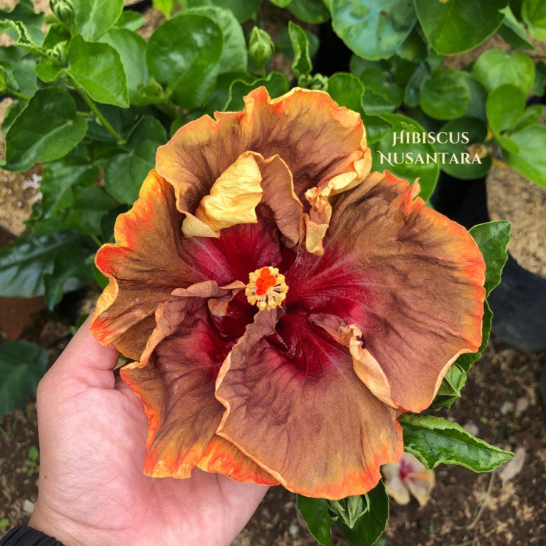 ( BISA BAYAR DITEMPAT) Tanaman Hibiscus Voodoo Magic Sepatu Import Bunga Cokelat Hibiscus Nusantara 