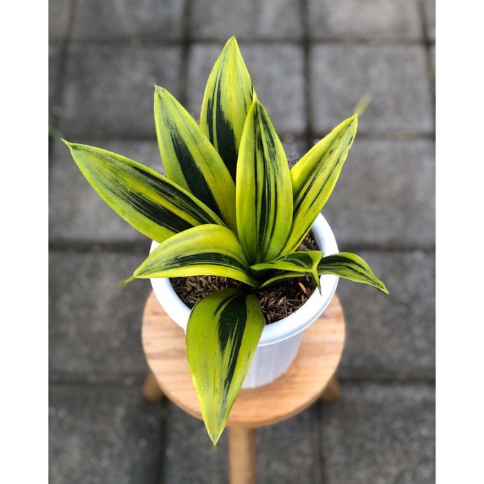 ( BISA BAYAR DITEMPAT ) Tanaman Hias Sensivera Golden Flame - SENSIVERA GOLD FLAME