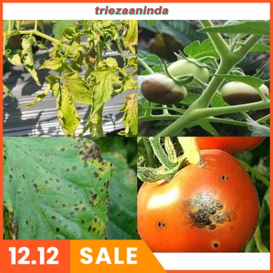 Pupuk PGPR Flora One Plant Growth Promoting Rhizobacteria, Trichoderma