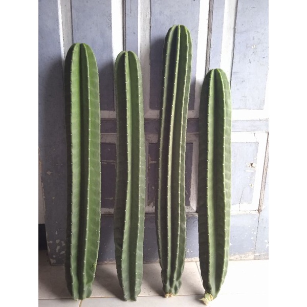 kaktus koboi besar kaktus koboi tanpa duri (Premium)