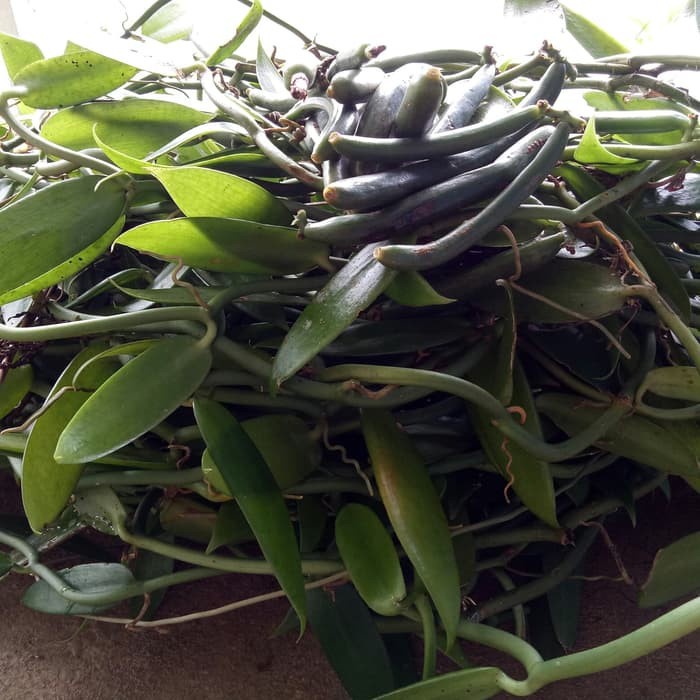 Binit Stek Anggrek Vanili Panili Liar Vanili Hutan Asli Indonesia