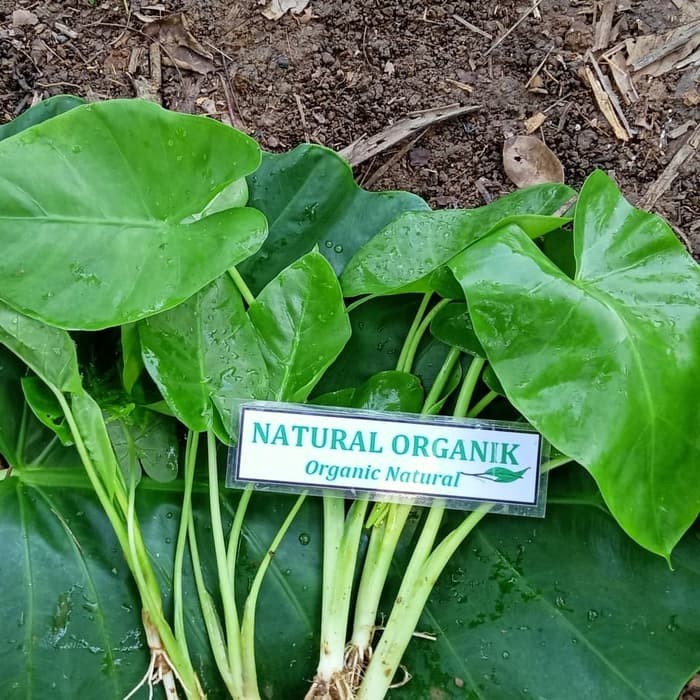 Promo BIBIT TALAS SENTE BESAR Murah