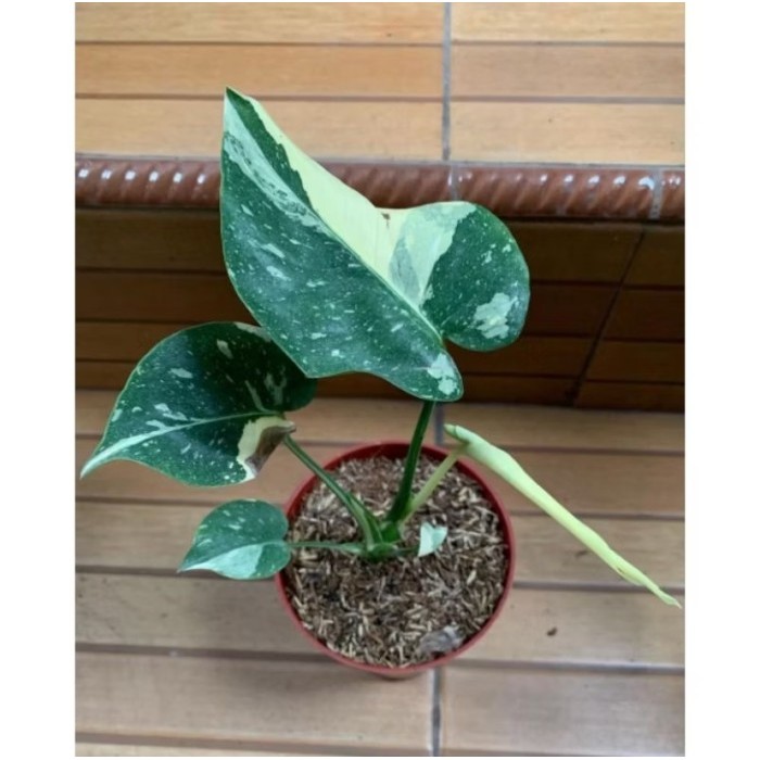 tanaman bibit monstera varigata