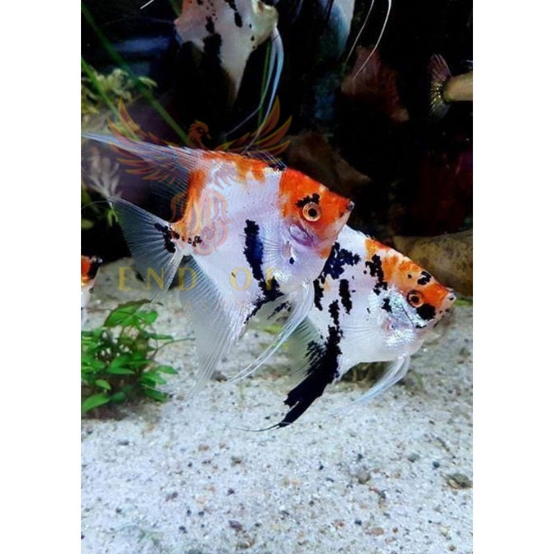 Perlengkapan aquarium Manfish Red Koi 2.5 3 cm - AQUARIUM ETALASE