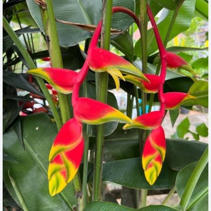tanaman hias pisang betet - heliconia betet