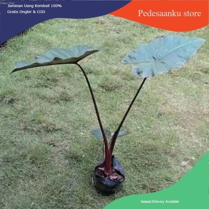 Tanaman hias / keladi / Keladi Hitam / Keladi murah