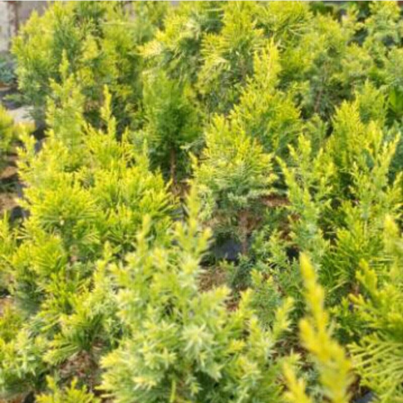 bibit tanaman hias cemara golden / cemara peking