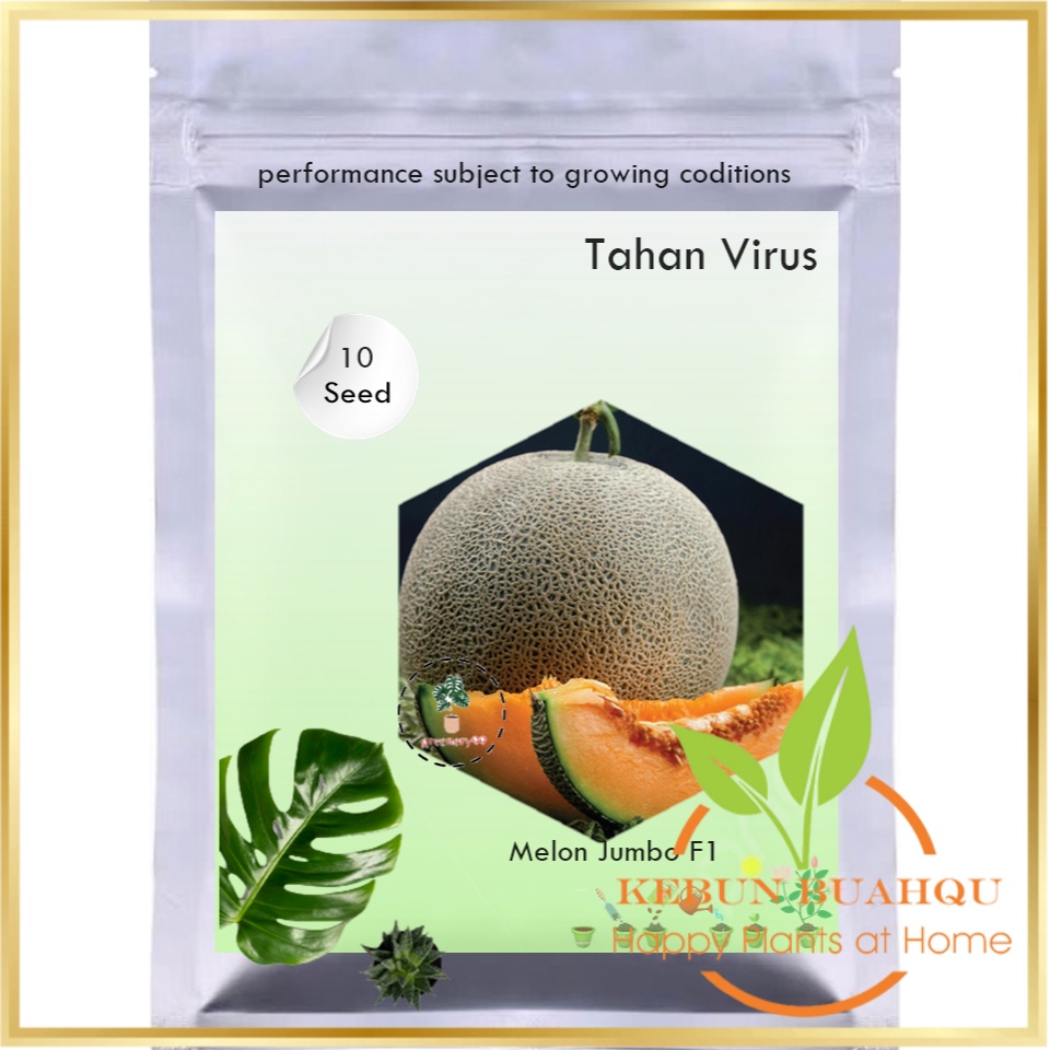10Benih Melon Jumbo F1 Hibrida Bibit Buah Melon Orange Manis Super Besar Bintang Asia Tahan Virus Ke